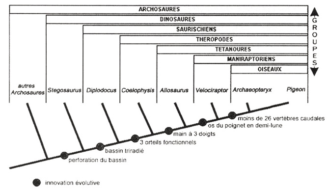 Document présentant les relations de parenté entre le groupe des oiseaux et diverses espèces fossiles (extrait d’un sujet de l’épreuve de SVT du bac S 2011)