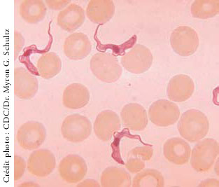 Trypanosoma brucei dans le sang d’un patient atteint de la maladie du sommeil