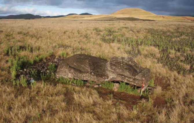 Statue couchée sur un des anciens chemins qui permettaient de transporter les moai vers leur destination