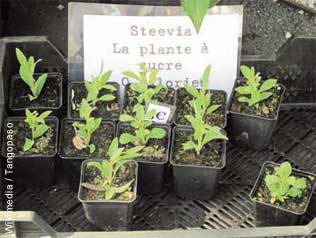 Plants de Stévia au marché de Louhans