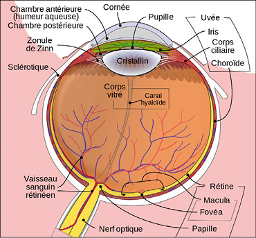 Schéma anatomique de l’œil humain