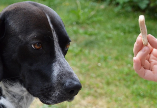 Récompenses et punitions en psychologie comportementale