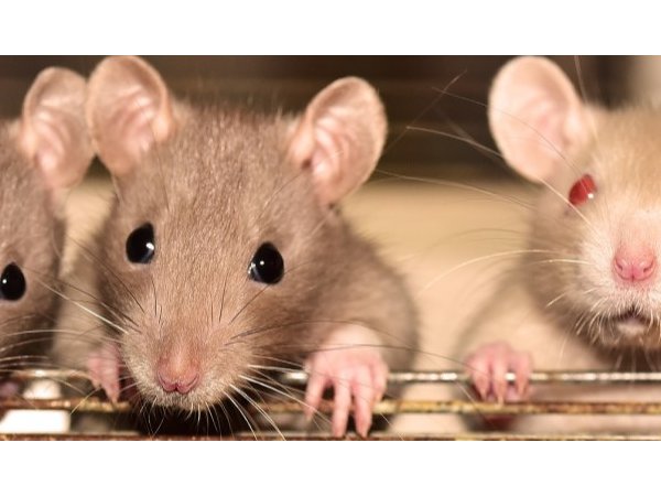 Les rats, la gazette et le laborantin - une fable du 21e siècle, génétiquement modifiée, éditorial SPS n°303