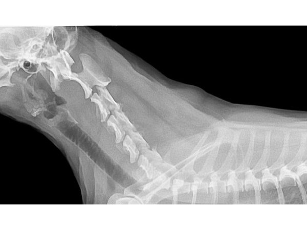Éthique et reproductibilité des recherches sur l'animal