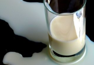 Le calcium du lait est bon pour l'os : une vérité qui dérange !