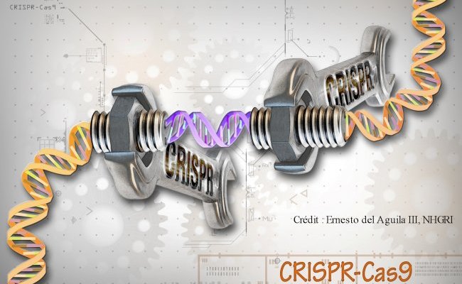 CRISPR-Cas9 : un scalpel génomique à double tranchant