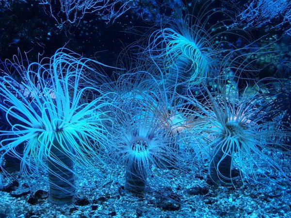 Du nouveau sur l'ancêtre commun à tous les animaux grâce à l'anémone de mer