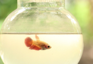 Expérimentation biomédicale et respect de l'animal