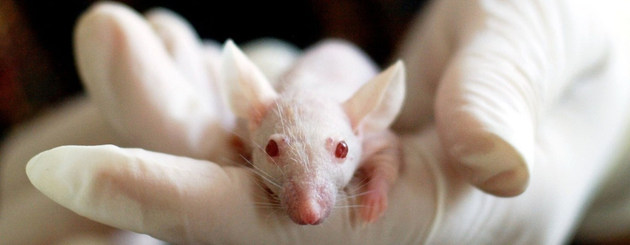 Se passer de l'expérimentation animale ? 