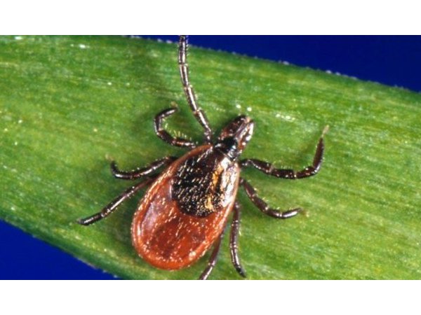 Maladie de Lyme (prolongations, octobre 2016)