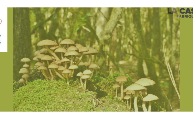 [Grenoble - mardi 14 novembre 2024 de 18h30 à 20h30] Champignons, cultures, territoires et dialectes