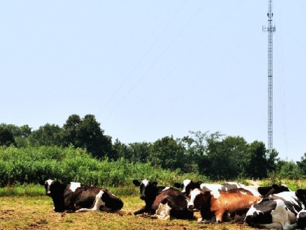 Antenne 4G et vaches malades : quand la justice tente une expérimentation scientifique