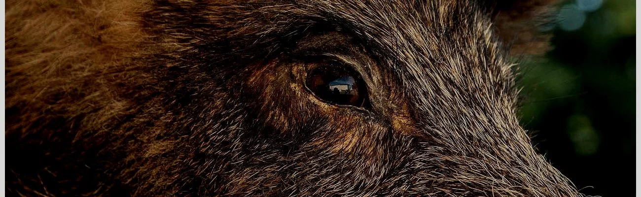 Alerte à la peste porcine africaine