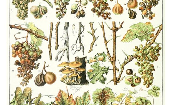 Biotechnologies végétales et biodiversité