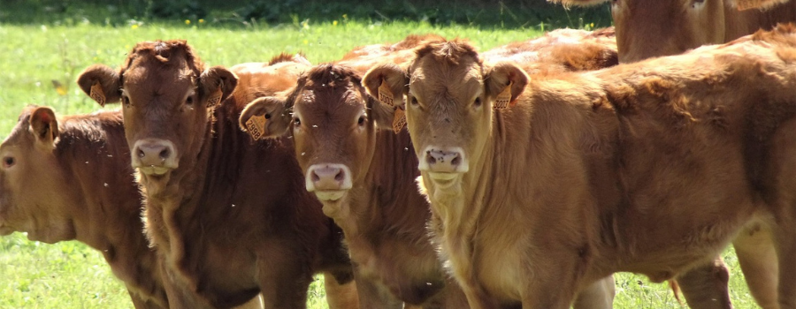 L'épidémie de dermatose nodulaire contagieuse bovine : information et désinformation
