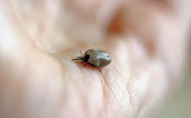 La Haute Autorité de Santé privilégie la confusion aux dépens de l'expertise scientifique