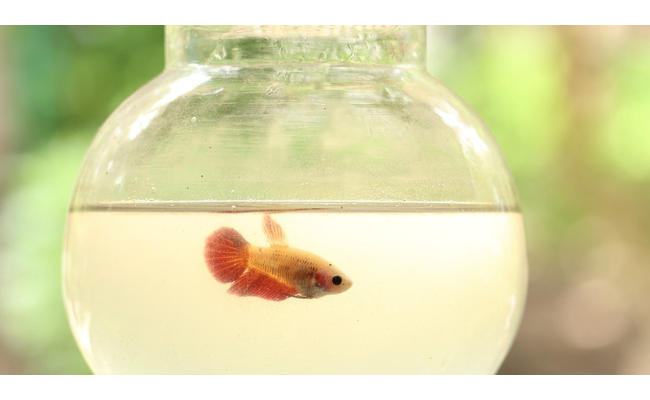 Expérimentation biomédicale et respect de l'animal