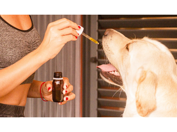 L'expérimentation animale est-elle encore utile en sciences biomédicales ?