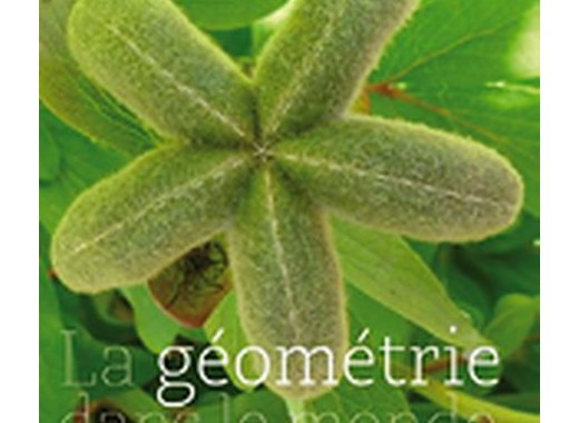 La géométrie dans le monde végétal
