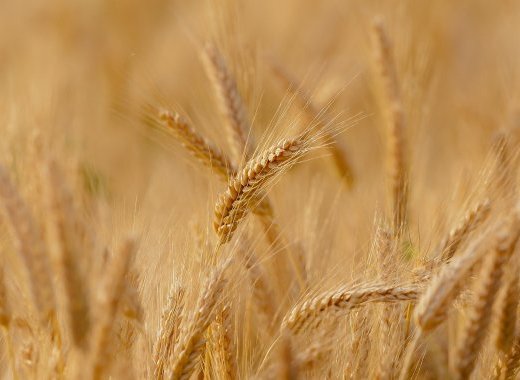La principale variété de blé « bio » serait-elle génétiquement modifiée ?