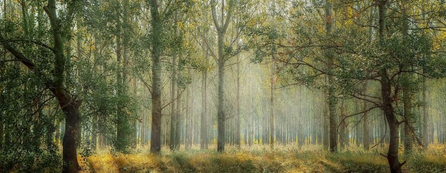 [Webconférence - Jeudi 24 février] Les arbres forestiers face aux dérèglements climatiques