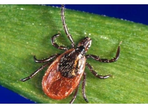 Maladie de Lyme (prolongations, octobre 2016)