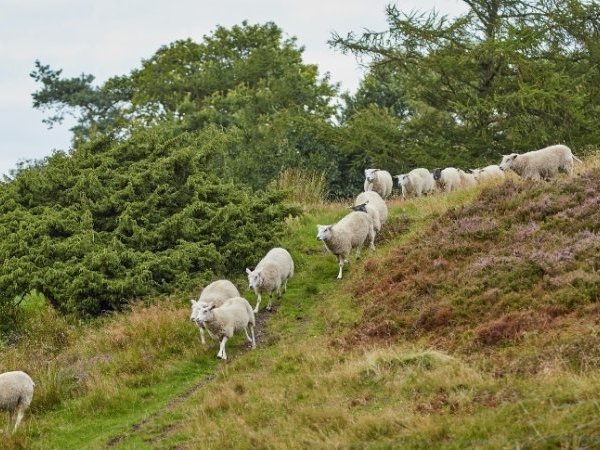 Clic, clic, pourquoi jouons-nous si facilement les moutons de Panurge ?