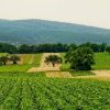 Pesticides et cancers : une couverture médiatique trompeuse
