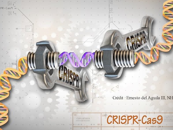 CRISPR-Cas9 : un scalpel génomique à double tranchant