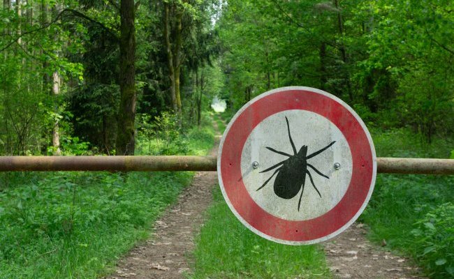 Maladie de Lyme : et si le scandale était ailleurs ?