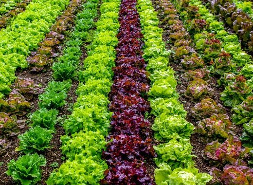 Que penser de l'agriculture biologique et des aliments Bio ?