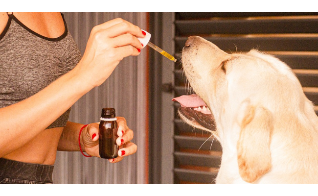 L'expérimentation animale est-elle encore utile en sciences biomédicales ?