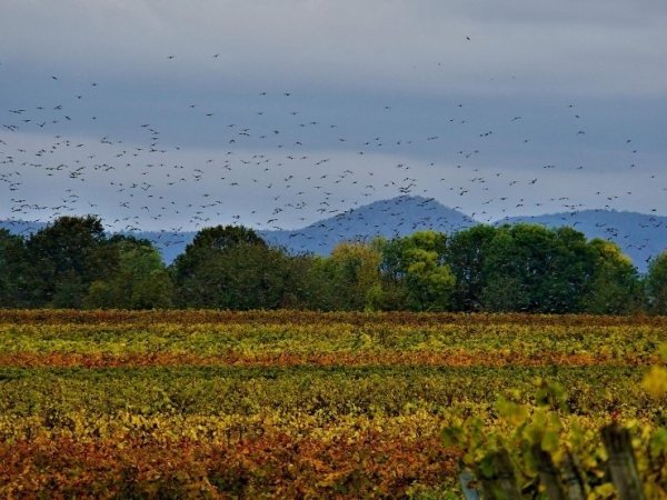 [19 mai 2022 - Biarritz] Biodiversité - L'érosion du vivant, le rôle de l'agriculture