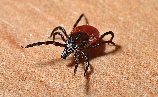 La bactérie dans la nature et sa transmission à l'être humain