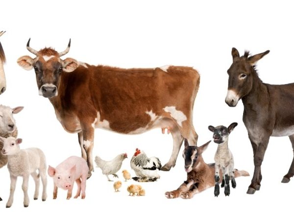 Veau, vache, cochon, couvée et remèdes homéopathiques