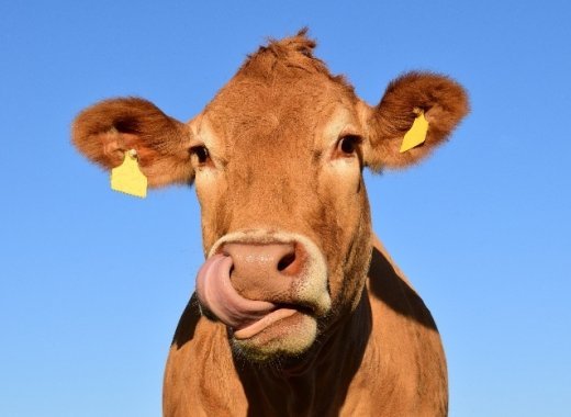 La vache et l'homéopathe