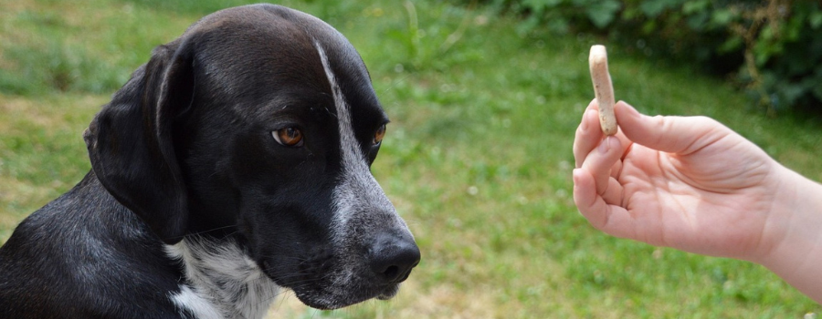 Récompenses et punitions en psychologie comportementale