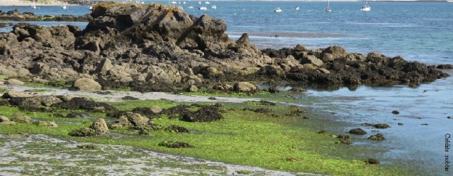 Les algues vertes sur le littoral breton : vers la fin d'une controverse ?