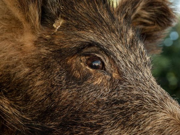 Alerte à la peste porcine africaine