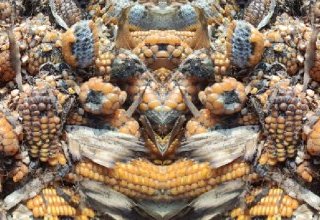 Comment prévenir le risque de mycotoxines dans la production agricole ?