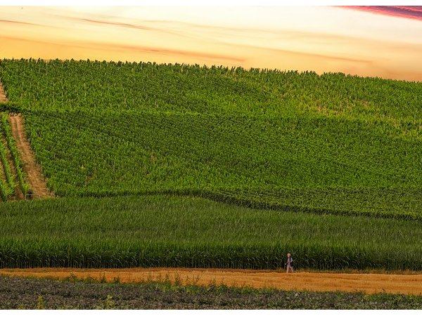 De l'agriculture de subsistance à la productivité