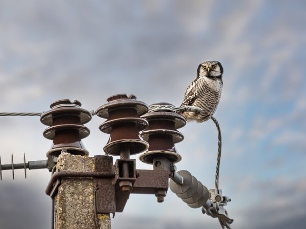 Les animaux de ferme sont-ils le révélateur d'un danger pour l'homme ?