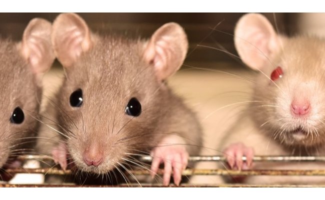 Les rats, la gazette et le laborantin - une fable du 21e siècle, génétiquement modifiée, éditorial SPS n°303