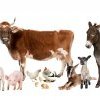 Veau, vache, cochon, couvée et remèdes homéopathiques