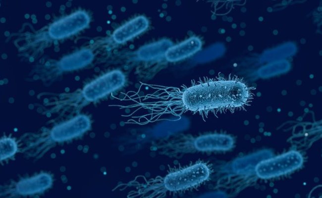 Une bactérie immunisée contre les virus