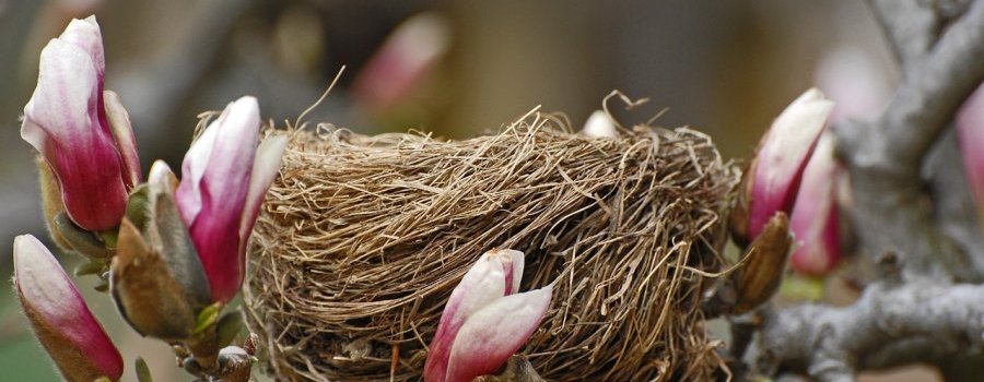 Une étude sur la diminution des populations d'oiseaux en Europe