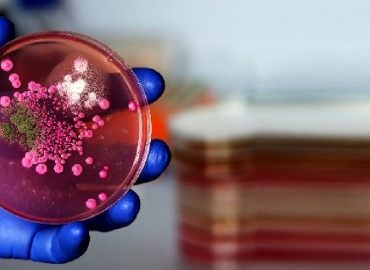 Bactéries et virus : les dangers biologiques des aliments