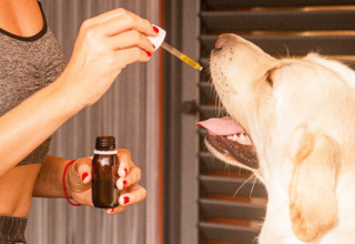 L'expérimentation animale est-elle encore utile en sciences biomédicales ?