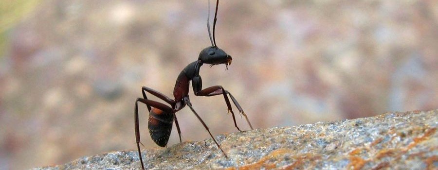La fourmi serait-elle paresseuse ?