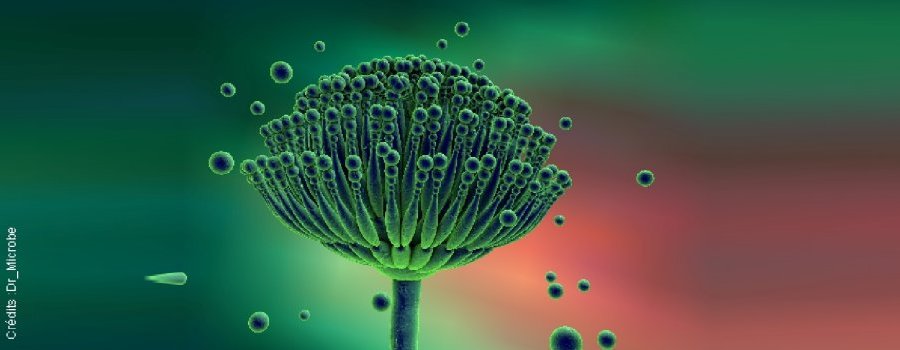 Les mycotoxines